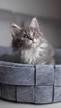丰富猫咪的生活环境