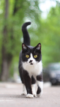 “猫中哈士奇”奶牛猫