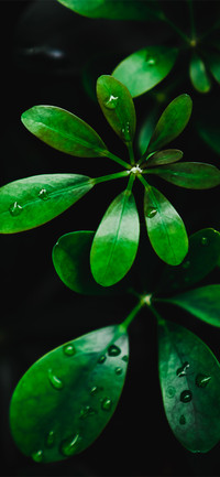 超小清新绿色植物护眼简约壁纸-锐景创意