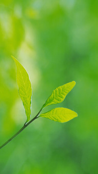 绿色护眼植物