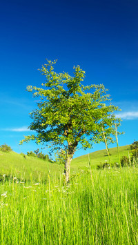 Green grass and blue sky