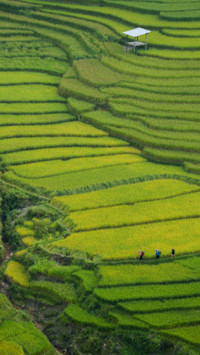 Vietnam  (15)