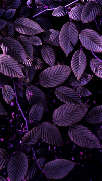 PAIXIN-plant (1)