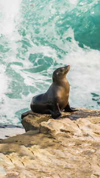 Cold knowledge about seals