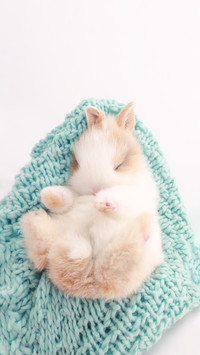 Little Cute Baby Rabbit with Small Brown Ears