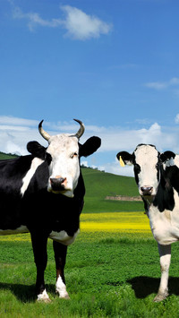 Arxan yimin river dairy cows