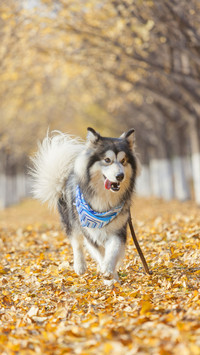 The meaning of dog barking 36