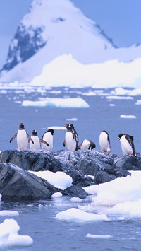 The Flying Penguin 71