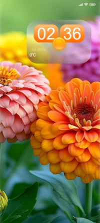 colorful dahlias