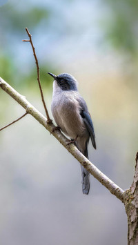 The greyblue singer in the mountain forest