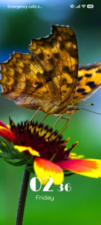 Wild Pattern