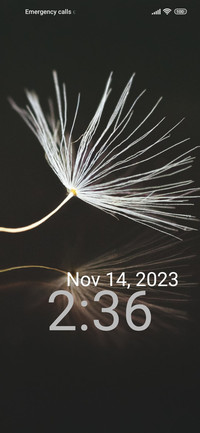 minimal dandelion