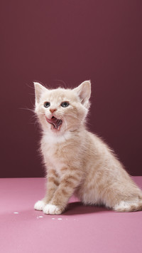 A cats beard can talk 70