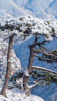 Snowy Scene of the Guest-Greeting Pine on Huangshan