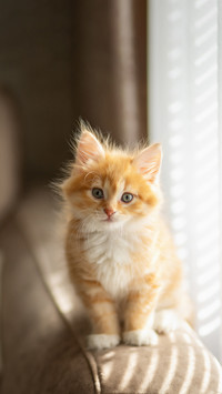 Photo of a small red kitten in a room near the window