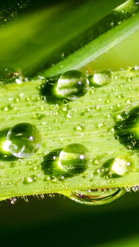 Raindrops (3)