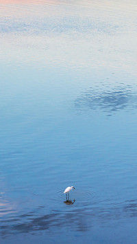 The water surface and seabirds
