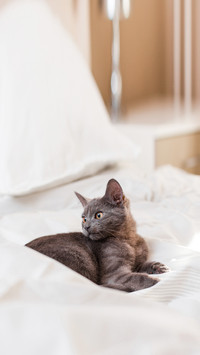 Kitten in bed
