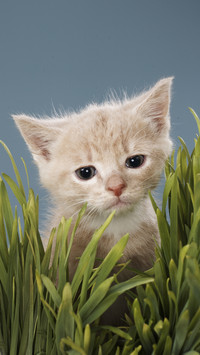 How to prevent disease cat air conditioner 90