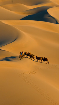 Saudi camel kicked out of beauty pageant 05