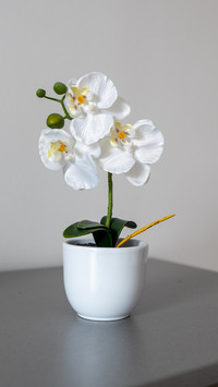 A white plant in a white pot