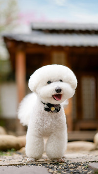 Are you a dog favorite