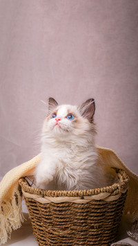 Its easier to buy a cat than to keep one