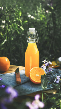 Navel orange harvest guonongle 09