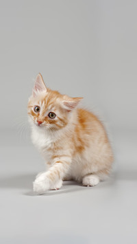 Warm hearted pet raising tips