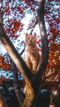 Dont give up if you cant take care of a cat well