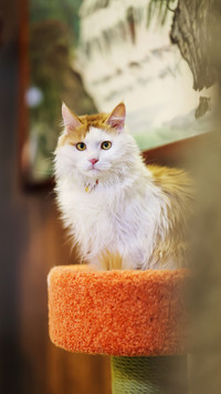 Cat cat cat 73