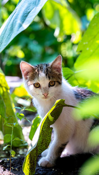 The cat staring at the camera