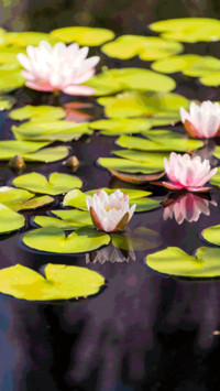 Moonlight over the lotus pond