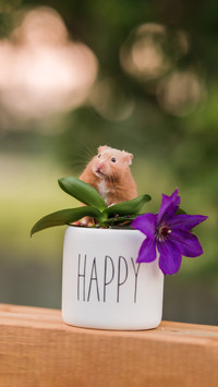How to cool hamsters in summer