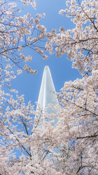 Korean cherry blossom appreciation guide