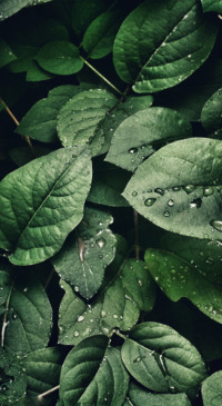 Beauty of Earth (26)