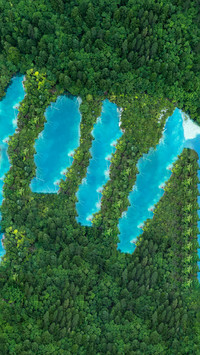 The trees stand upright in the sea