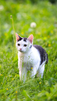 攻心计：套路得猫心