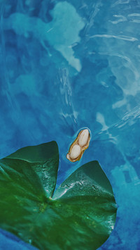 愿盛夏心有所“暑”