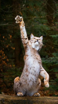 调皮的猞猁