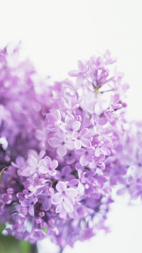 甜美丁香花