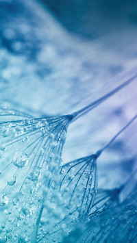 雨滴和蒲公英