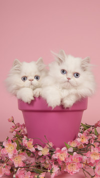 Signs of a cat aging