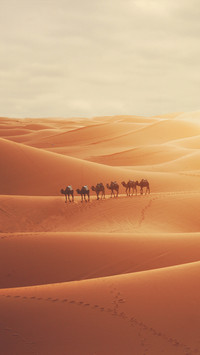 Desert landscapes