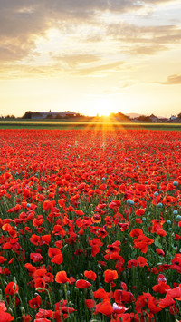 Magnificent flower fields