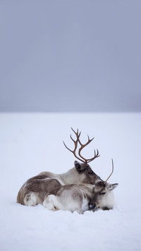 Sleeping reindeers in natural environment