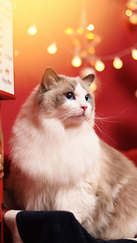 猫咪为什么喜欢吃鱼