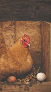 international_animal (1)