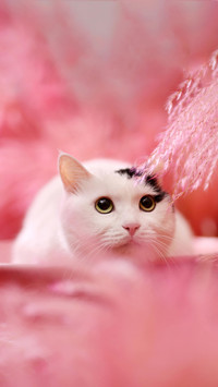 养猫有哪些好处？