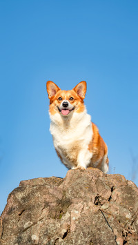 A corgi dog is smiling while standing on top of a mountain